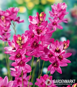 Ixia - Iksja Mabel 10 szt.