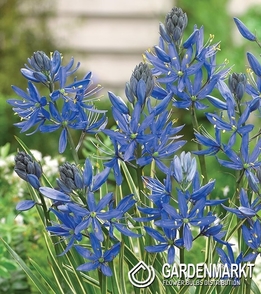 Camassia - Kamasja Orion 10 szt.