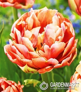 Tulipan Pełny Copper Image 5 szt.