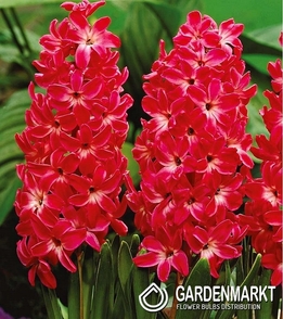 Hiacynt Red Glory 3 szt.