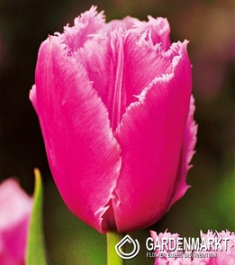 Tulipan Strzępiasty Pink Survival 5 szt.