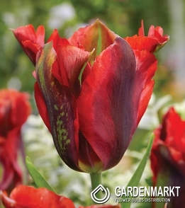 Tulipan Viridiflora Hollywood Star 5 szt.