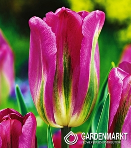 Tulipan Viridiflora Nightrider 5 szt.