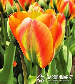 Tulipan Viridiflora Orange Marmelade 5 szt.