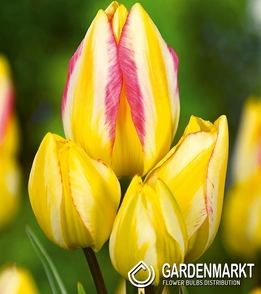 Tulipan Wielokwiatowy Antoinette 5 szt.