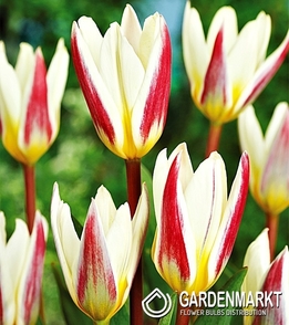 Tulipan Niski Ice Stick 5 szt.
