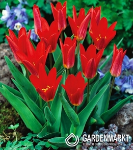 Tulipan Niski Scarlet Baby 5 szt.