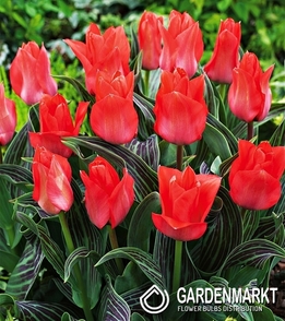 Tulipan Niski Greiga Oratorio 5 szt.