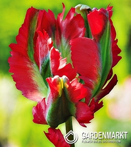 Tulipan Papuzi Red Wave 5 szt.