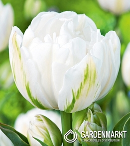 Tulipan Pełny Mount Tacoma 5 szt.