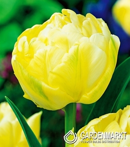 Tulipan Pełny Verona 5 szt.