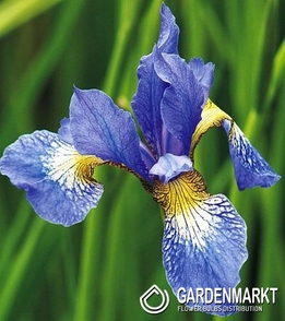 Irys Sibirica Perry s Blue 1 szt.