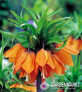 Fritllaria - Szachownica Cesarska Pomarańczowa XXL 1 szt.
