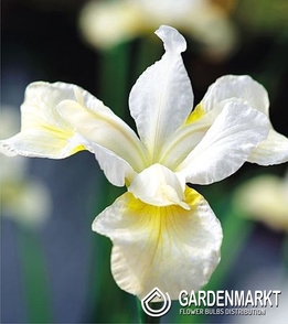 Irys Sibirica Snow Queen 1 szt.
