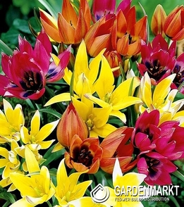 Tulipan Botaniczny Mix 25 szt.