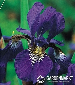 Irys Sibirica Caesar s Brother 1 szt.