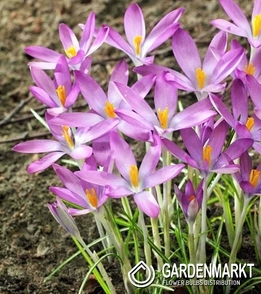 Krokus Wiosenny Rosalind 10 szt.