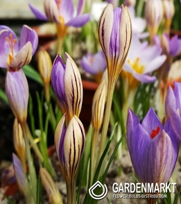 Krokus Wiosenny De Jager 3 szt.