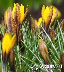 Krokus Wiosenny Golden Nugget 5 szt.