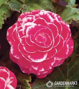 Begonia Dwukolorowa Camellia 1 szt.