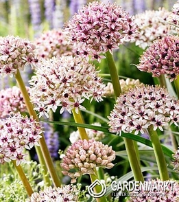 Allium - Czosnek Ozdobny Silver Spring 1 szt.