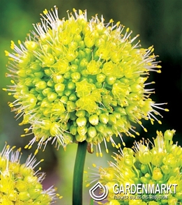 Allium - Czosnek Ozdobny Obliquum Yellow 1 szt.