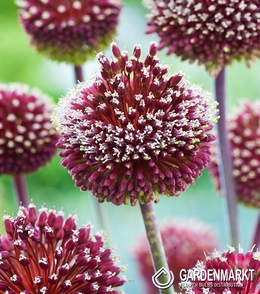 Allium - Czosnek Ozdobny Forelock 1 szt.