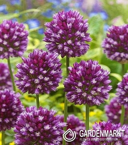 Allium - Czosnek Ozdobny Rotundum 3 szt.