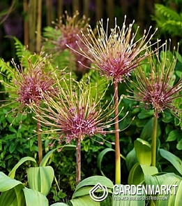 Allium - Czosnek Ozdobny Toabago 3 szt.