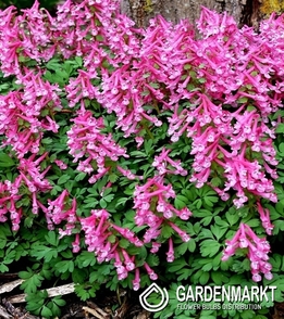 Corydalis - Kokorycz Beth Evans 5 szt.