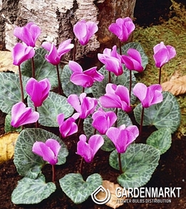 Cyclamen - Cyklamen Cilicicum Fiołek Alpejski 1 szt.