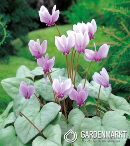 Cyclamen - Cyklamen Neapolitanum Fiołek Alpejski 1 szt.