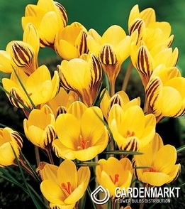 Krokus Wiosenny Early Gold 10 szt.