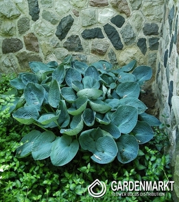Hosta - Funkia Big Daddy 1 szt.