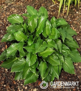 Hosta - Funkia Invincible 1 szt.