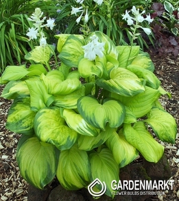 Hosta - Funkia Stained Glass 1 szt.