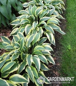 Hosta - Funkia Wolverine 1 szt.