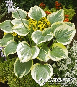 Hosta - Funkia Band of Gold 1 szt.