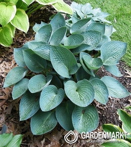 Hosta - Funkia Blue Vision 1 szt.