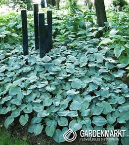 Hosta - Funkia Buckshaw Blue 1 szt.
