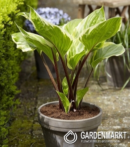 Hosta - Funkia Sorbet 1 szt.