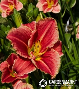 Hemerocallis - Liliowiec Little Anna Rosa 1 szt.