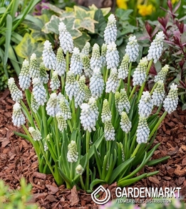 Muscari - Szafirek Esther 10 szt.