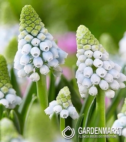 Muscari - Szafirek Manon 10 szt.