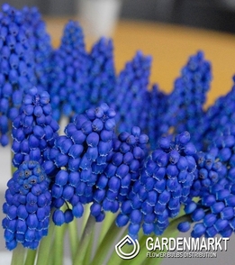 Muscari - Szafirek Marleen 10 szt.