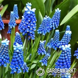 Muscari - Szafirek Blue Magic 10 szt.