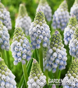 Muscari - Szafirek Ocean Magic 10 szt.