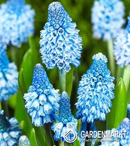 Muscari - Szafirek Azureum 10 szt.