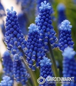 Muscari - Szafirek Super Star 10 szt.