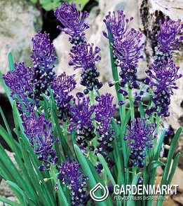Muscari - Szafirek Comosum 10 szt.